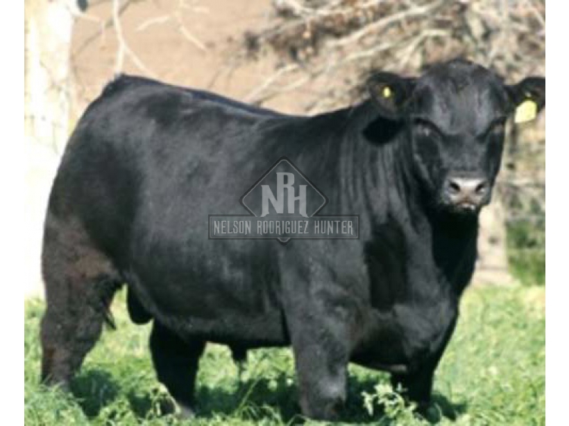 TOROS ABERDEEN ANGUS PI Y SA