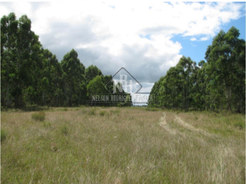 Campo de 114 hectáreas en Canelones. Forestado.