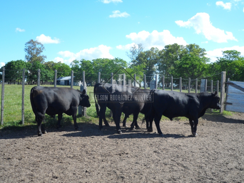 Toros Polled Hereford, Aberdeen Angus y Red Angus